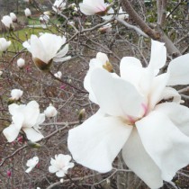 Royal Star Magnolia