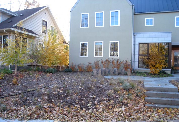 native birches and grasses with bluestone stairs and patio in st. paul