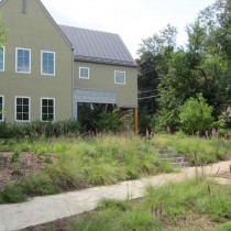 native prairie grasses sustainable landscape in st. paul