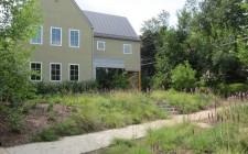 native prairie grasses sustainable landscape in st. paul